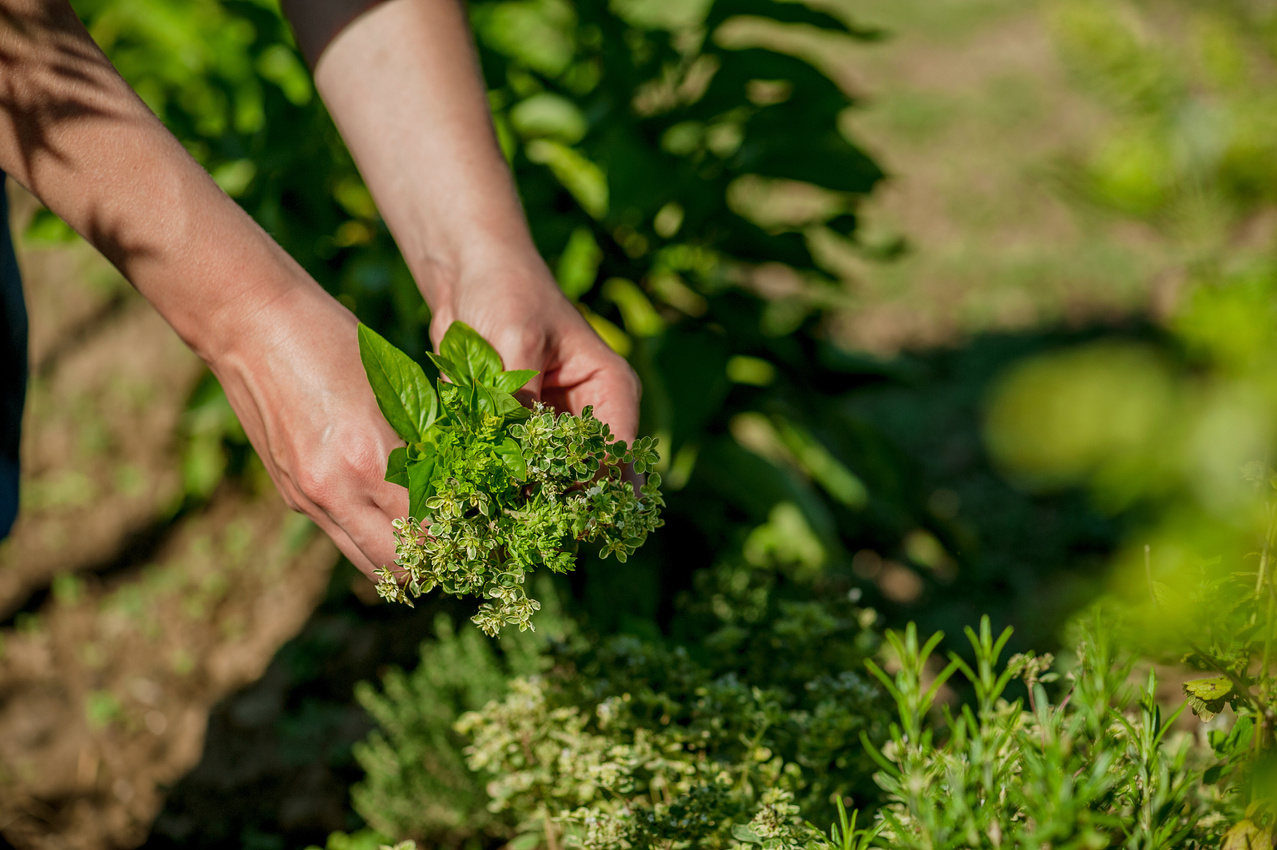 Woman's hands picking fresh herbs in herb garden