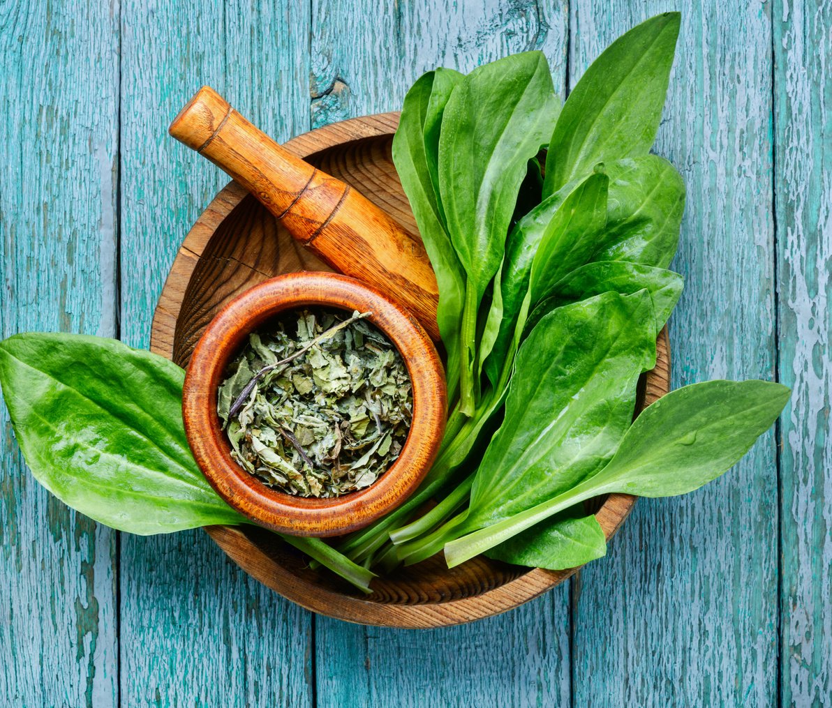 Plantain-Valuable Medicinal Plants