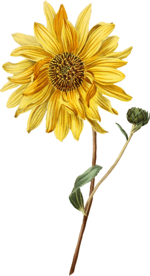 Realistic Illustration of a Sunflower